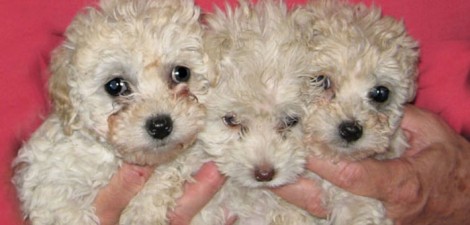 You might presume that providing animals with adequate food, water, shelter, and veterinary care is something everyone can get behind....
