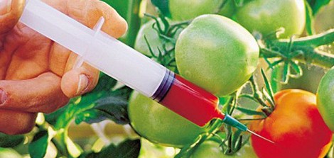 Francis Moore Lappe: GM foods not safe On Octobert 23, Renee Shur wrote an in-depth post on California’s Prop 37 and the fight to label GMOs (genetically...